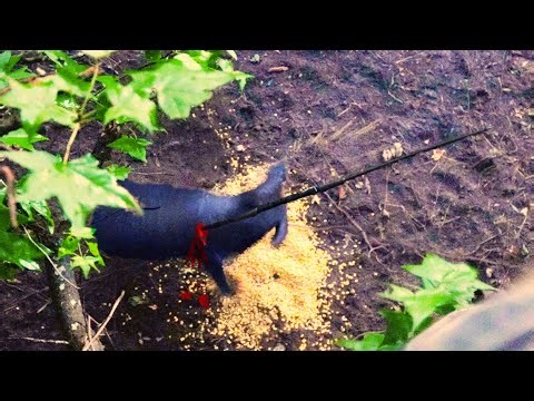 SMOKED! I SPEARED a BIG Boar Hog! Middle Georgia Hog Hunting.