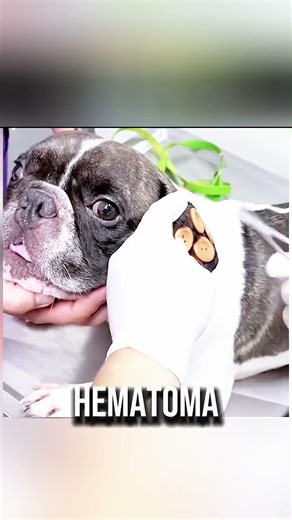 ¿Por qué este perro tiene botones cosidos en las orejas? 😱