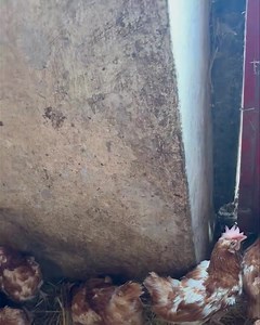 EDIT****. PLEASE READ In the video. That stable is at the rescue upon arrival. they were in that stable for 2 hours max while we checked for injuries, illness and deformities. About half went to new homes that day and the rest were moved to our rescue area where they can stretch, dust bath and make nests like the little bald girl in the video was doing If you think that stable is bad I would hate you to see the farms they come from. This is luxury compared to where they came from. Yesterdays res