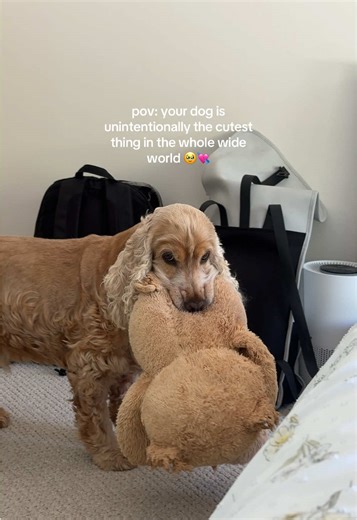 Cocker Spaniel: The Cutest Dog Videos You Can't Miss