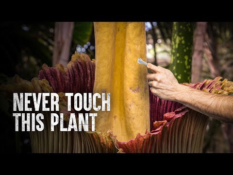 How to Cope with the Corpse Flower