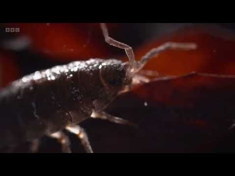 Crustaceans Sand Hoppers hop around at night ready for a seaweed feeding frenzy | Springwatch 2024