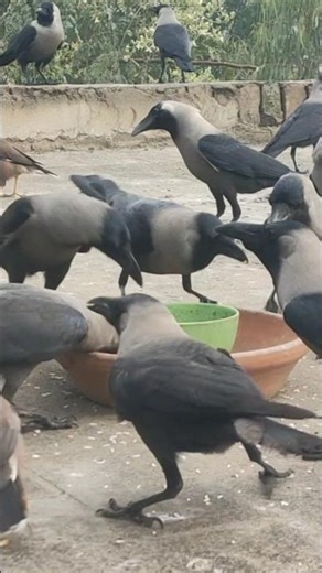 Crows Crowing and Chirping Sounds Kawa Ki Awaz Crows Sounds Birds and animals Sounds #crowsounds