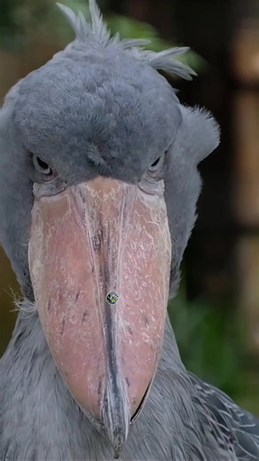 Incredible Shoebill Stare Captured