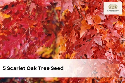 5 Scarlet Oak Tree Seeds | Quercus Coccinea | Hardy Shade Tree | Brilliant Red Fall Color | Ornamental Oak - Etsy