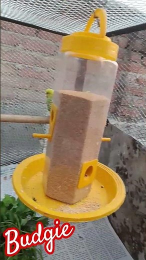 Budgie se bacche nikalwana chahte ho to Bhul Kar Bhi Galti yah mat karna #budgiebird#budgiebirds🐦🐦
