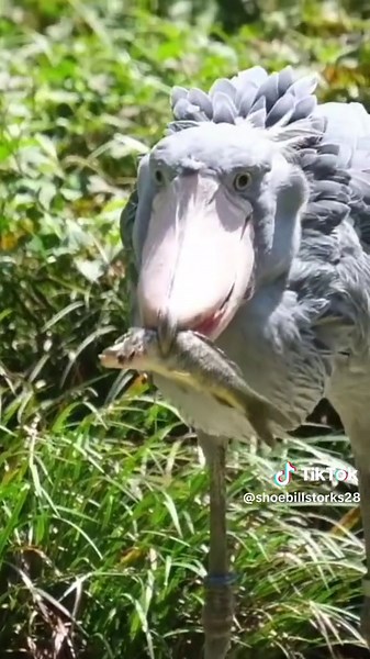 Discover How Shoebills Eat Fish in the Wild!