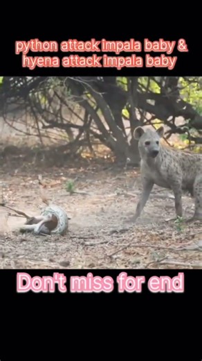 Impala Baby Tries Escaping Python & Hyena #trending #animals #shorts #hyena #python #impala #snake