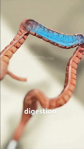 How Is Colon Hydrotherapy Performed( (3D Animation) #colonhydrotherapy #intestinalirrigation