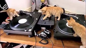 1.3M views · 3.6K reactions | Call the vet! Our cats won't stop scratching  | DJ Mag | Facebook