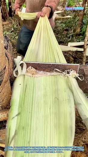 繊維抽出の技法：スクレーパーによるアバカ繊維の削り取り