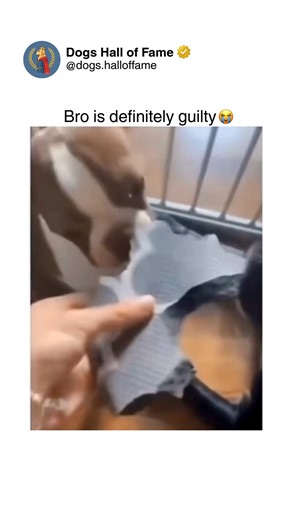 Dogs • Cute Dogs • Dog Videos on Instagram: "The universal dog owner experience: discovering destruction and watching your dog's guilty face reveal everything before you even ask questions. These aren't innocent pets — these are caught criminals displaying textbook guilt through averted eyes, lowered heads, tucked tails, and expressions screaming "I regret nothing but also please forgive me immediately." The evidence is everywhere: shredded pillows with stuffing explosions, chewed furniture legs