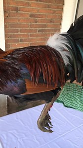 Leiper Hatch para cría | Gallos Salgado