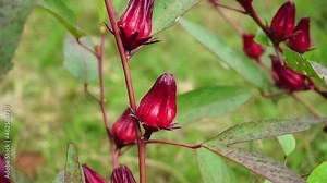 Rosella flower (also called roselle) with a natural background. Use as herbal drink and herbal medicine