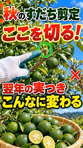 すだち剪定｜翌年の実つきを守る切り方 #Shorts