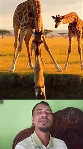 হায়নাটার সাথে জিরাফটা কি করলো দেকুন। #Amazing #OMG #reels #BMW #foryou | BSL Saokat TECH 30