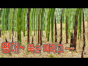 Bamboo shoots/Bamboo shoots/Bamboo shoot side dish/Bamboo shoot harvesting/How to eat bamboo shoo...