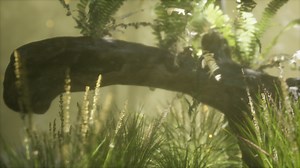 horizontally bending tree trunk with ferns growing, and sunlight shining