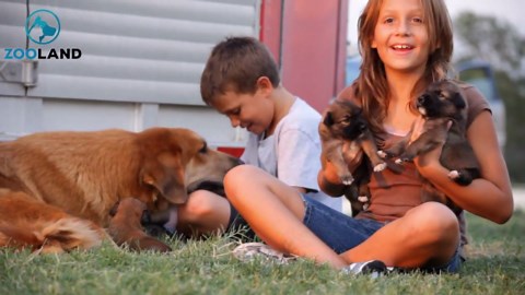 Mama Dog Found Abandoned And Sealed In A Box Along With Her 9 Puppies