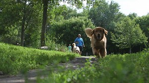 Dog park etiquette 101: How people and pets should behave