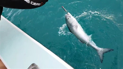 Catching bluefish when the ocean turns into a feeding frenzy