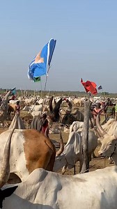 16K reactions · 724 shares | African life is good before the introduction of cash. Visit south Sudan cattle camp and witness  #fypシ #explore | Dok Ater | Facebook