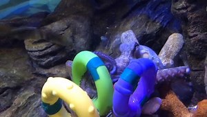 13K views · 237 reactions | Here's a cute video of Noodles the octopus. It was supposed to be lunchtime, but Noodles was too distracted with her toys and ignored her food. We've all been there... 笠 | National Marine Aquarium | Facebook