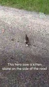 This kitten rescue will make your day! ❤️😻✨ #InternationalRescueCatDay #RescueCats #CatRescue | The Pet Collective