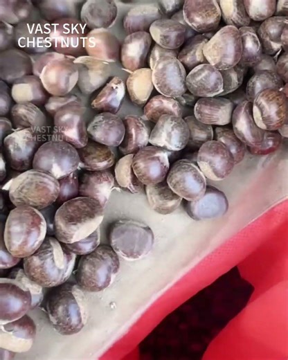 professional chestnuts supplier-VAST SKY