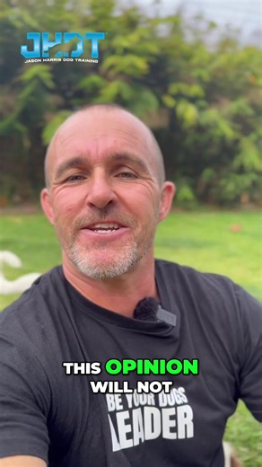 Essential Dog Training Tips for Safe Walking Multiple Dogs