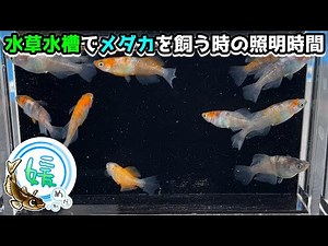 メダカの産卵を意識した水草水槽で苔だらけにならないための照明時間【媛めだか/日照時間】