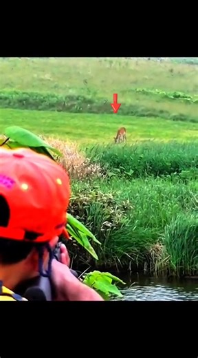 “Insane Long Distance Deer Shot – Precision Hunting!”#hunting #huntinglife #deerhunting #chasse