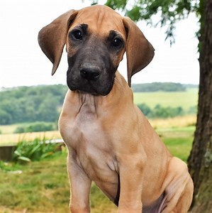 Great Dane Puppies for Sale by Breeders | PuppySpot