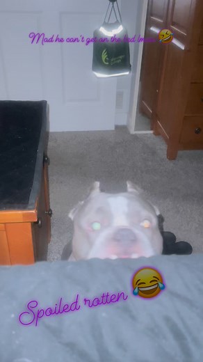 Amber Stevens on Reels