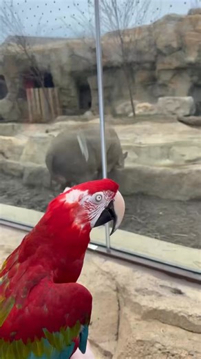 Fiesta meeting Moe the babirusa for the first time! | Cincinnati Zoo & Botanical Garden