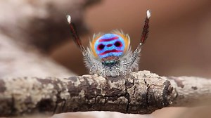 12K views · 88 reactions | What a beautiful creature.. | The Prophecy Club | Facebook