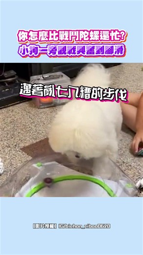 你怎麼比戰鬥陀螺還忙？小狗一旁觀戰興奮到腳滑｜觸咪