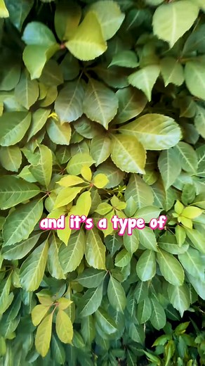 58K views · 327 reactions | Don’t mind us living out our fairy garden dreams rn. 栗‍♀️ Get yours here: https://www.thetutuguru.com.au/shop/parthenocissus-henryana-chinese-virginia-creeper/ #hellohelloplants #nursery #melbourne #chinesevirginiacreeper #australia #climbers #beautifulgarden | Hello Hello Plants & Garden Supplies | Facebook