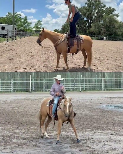 Palomino AQHA Gelding For Sale | Thehorsebay.com | Ranch/Trail/Western Pleasure