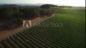 An side low aerial over vast rows of vineyards in Northern California's Sonoma County.