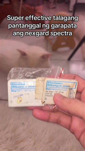 Napaka effective talagang pantanggal ng garapata ang nexgard spectra. #nexgard #nexgardspectra #spectra #dog #doglover