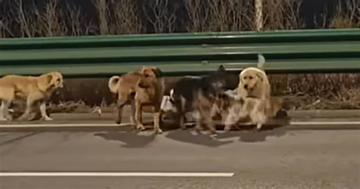 Story of 7 dogs travelling 17km to return home in China found to be fake