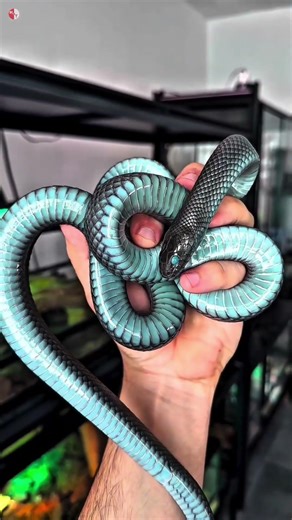 That is why snakes 🐍 change their skin