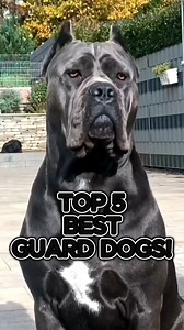 2.1M views · 52K reactions | Top 5 Guard Dogs That’ll Protect You at ALL COSTS!  . . #guarddogs #SecurityDogs #trendingreelsvideo #fypシ゚viralシ | Doggy Discovery | Facebook