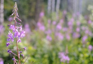 Trail of the Week: Creekside