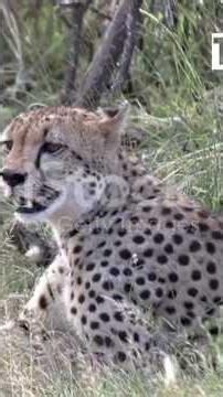 Cheetah vs Falcon_ The Ultimate Speed #animalshorts #animallife