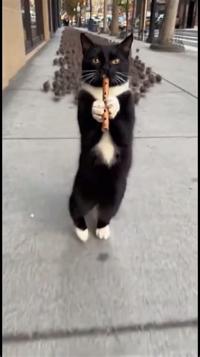 Cat Piper With Mice LOL