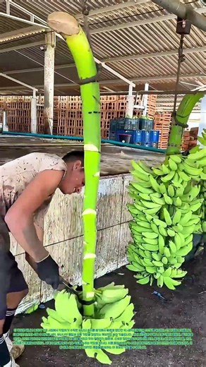 바나나를 자르다: 수확 후 신선함을 지키는 세척 공정의 핵심