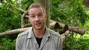 Clouded Leopard Facts For Kids & Adults: Pictures, Information & Video. Discover this amazing jungle cat!