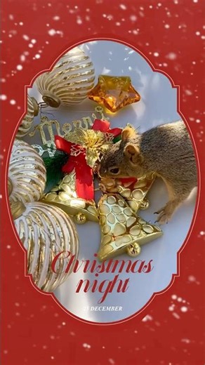 Squirrel Say Merry Christmas to the World |